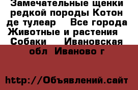 Замечательные щенки редкой породы Котон де тулеар  - Все города Животные и растения » Собаки   . Ивановская обл.,Иваново г.